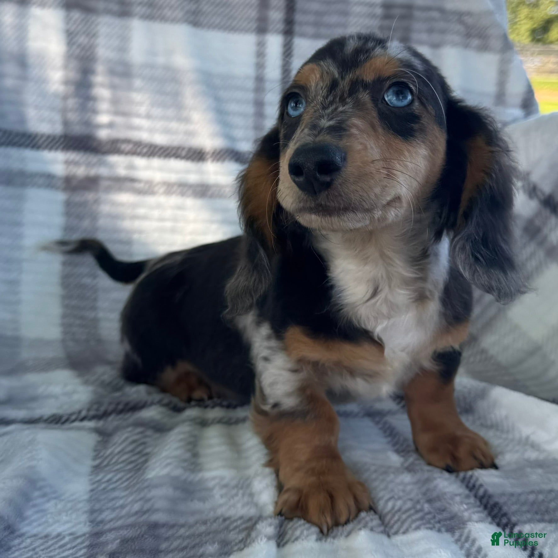 Dachshund dogs Dominic - Ad 2