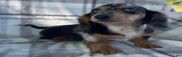 Dachshund dogs for sale: Dominic - Ad 2