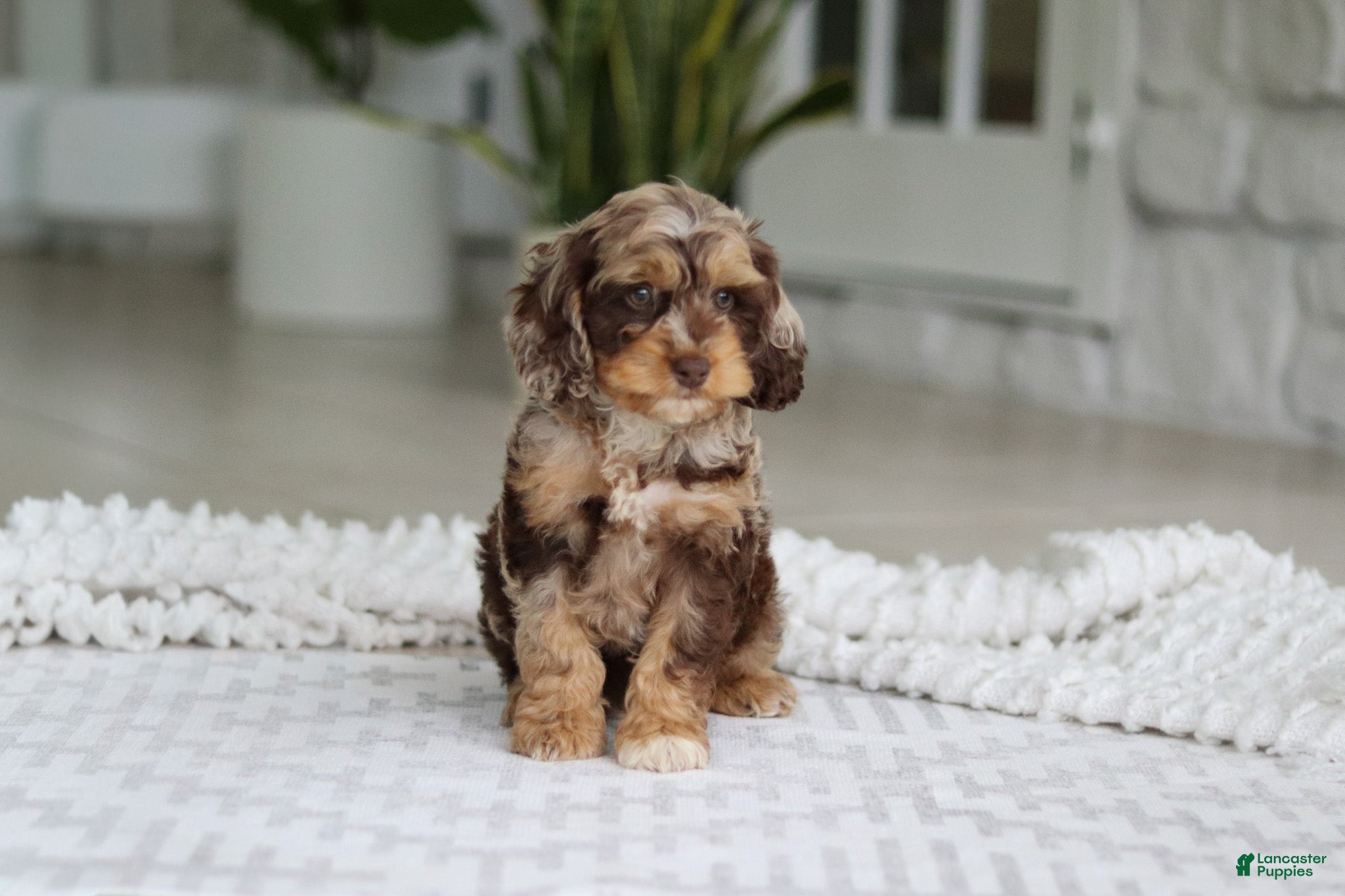 Cockapoo dogs Maverick - Ad 1