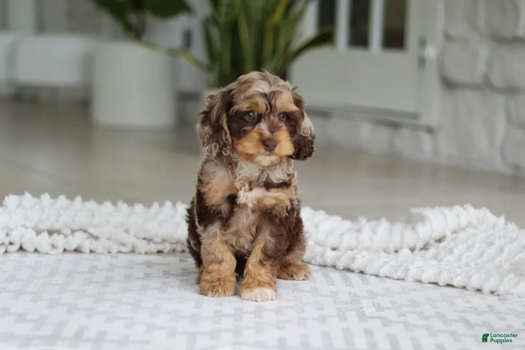 Cockapoo dogs for sale: Maverick - Ad 1
