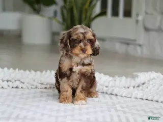 Cockapoo dogs for sale: Maverick - Ad 2