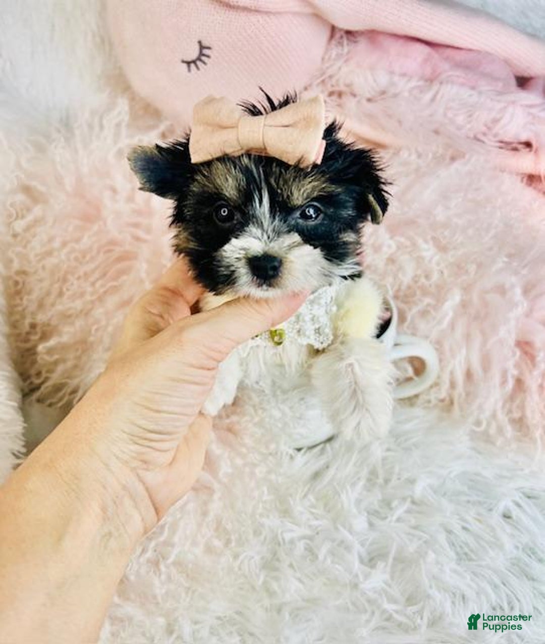 Morkie dogs for sale: Morkie Puppy 2 - Ad 2