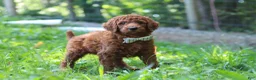 Standard Poodle dogs for sale: Chase AKC - Ad 3