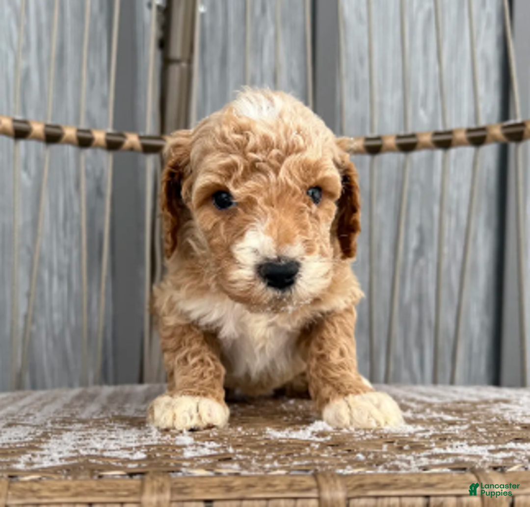 Miniature Poodle dogs for sale: Jack - Ad 3