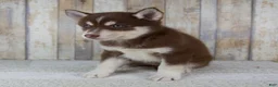 Pomsky dogs for sale: Brooke - Ad 7