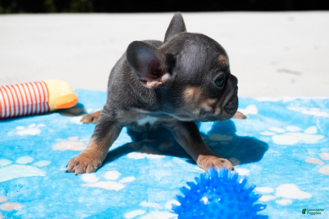 French Bulldog dogs for sale: LilBoy - Ad 8