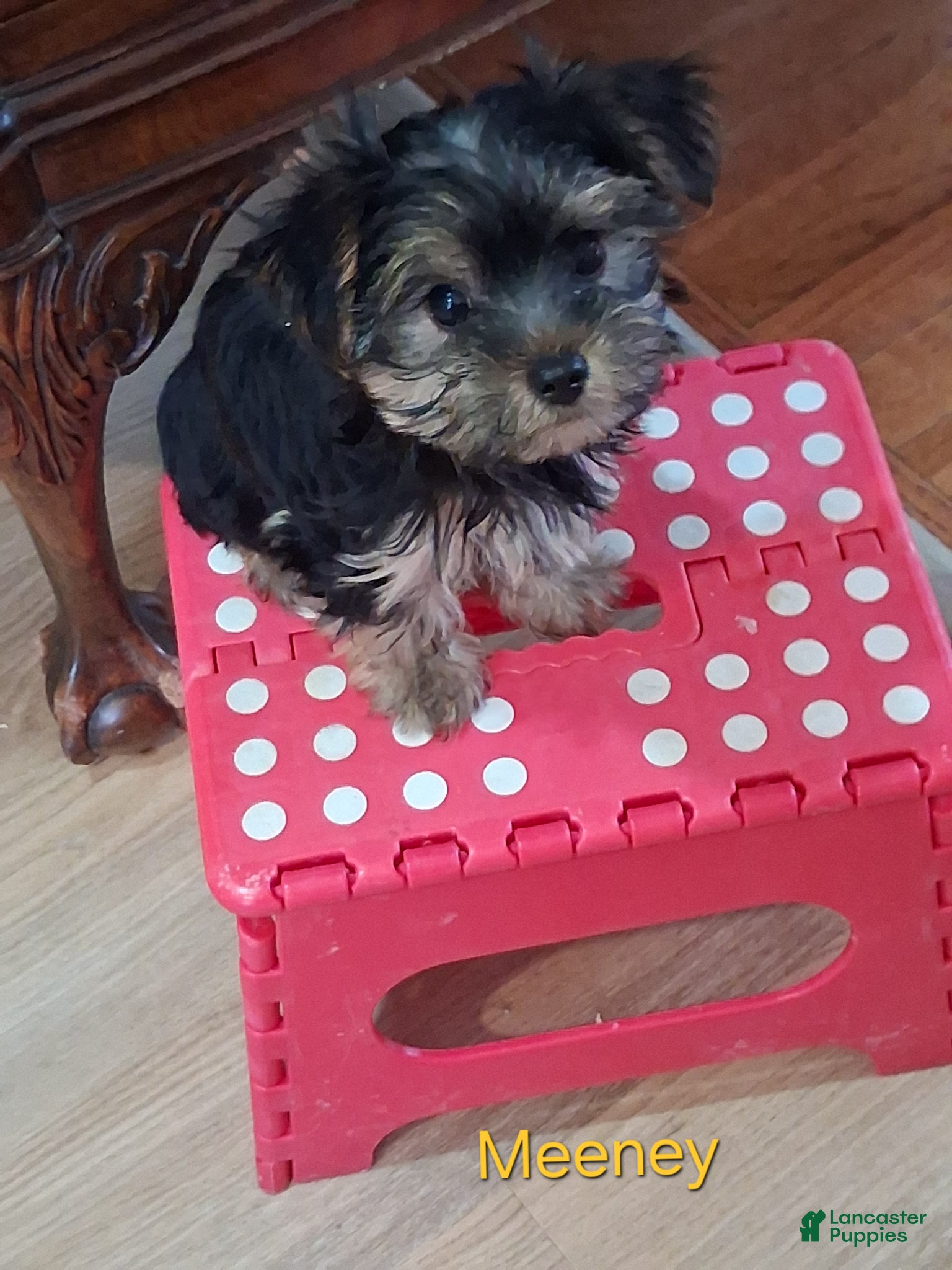 Yorkshire Terrier dogs Mo - Ad 2