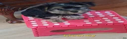 Yorkshire Terrier dogs for sale: Miney  - Ad 2