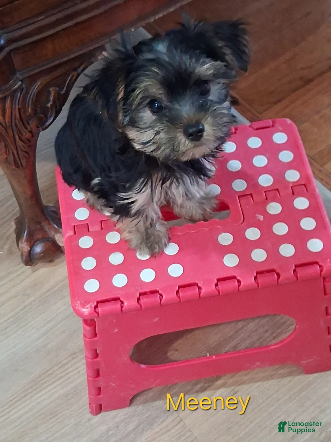Yorkshire Terrier dogs for sale: Miney  - Ad 2
