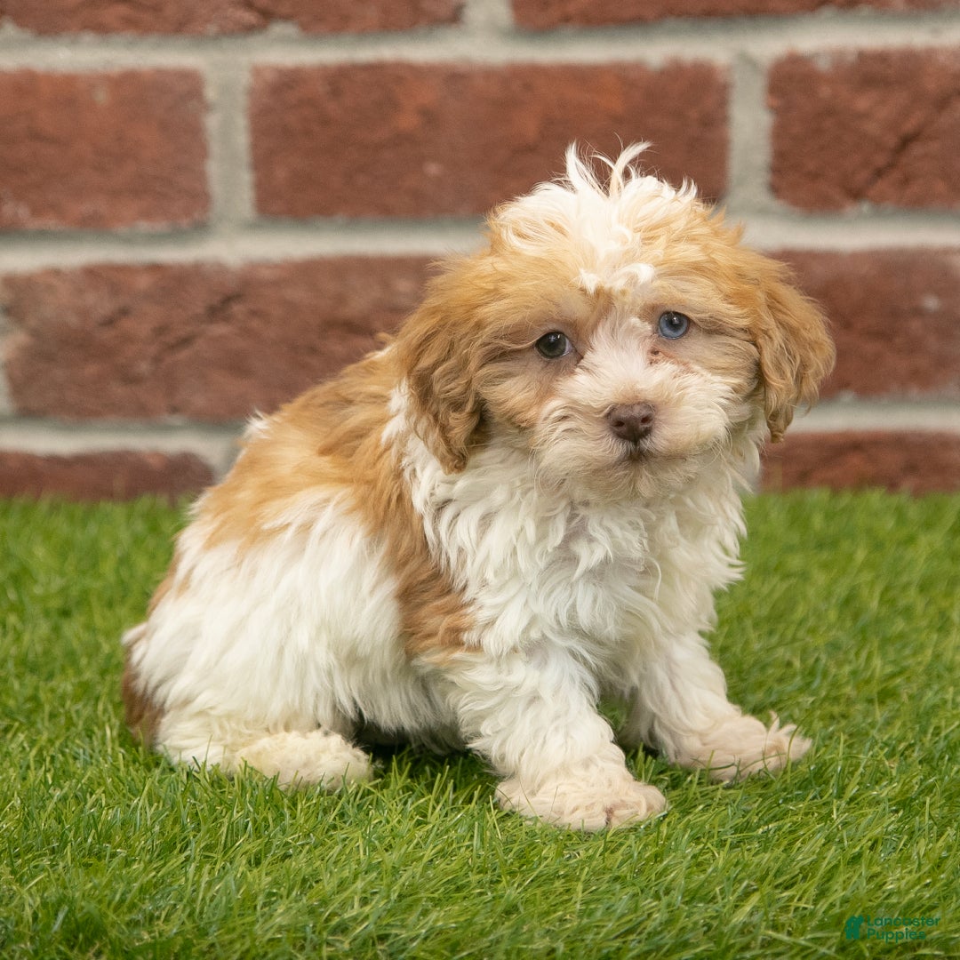 Havapoo dogs for sale: Wally - Ad 6