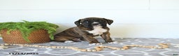 Boxer dogs for sale: Rudolph - Ad 10