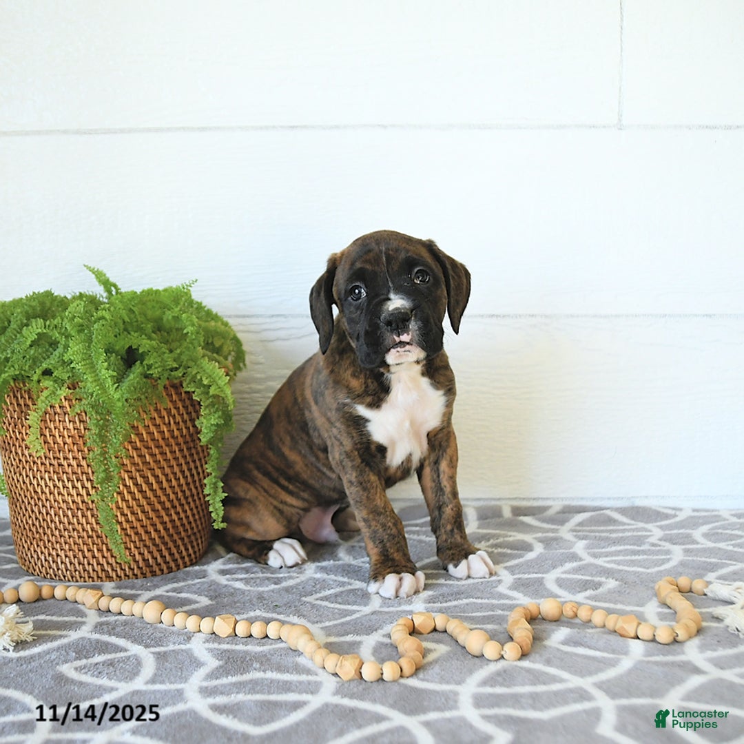 Boxer dogs for sale: Rudolph - Ad 10