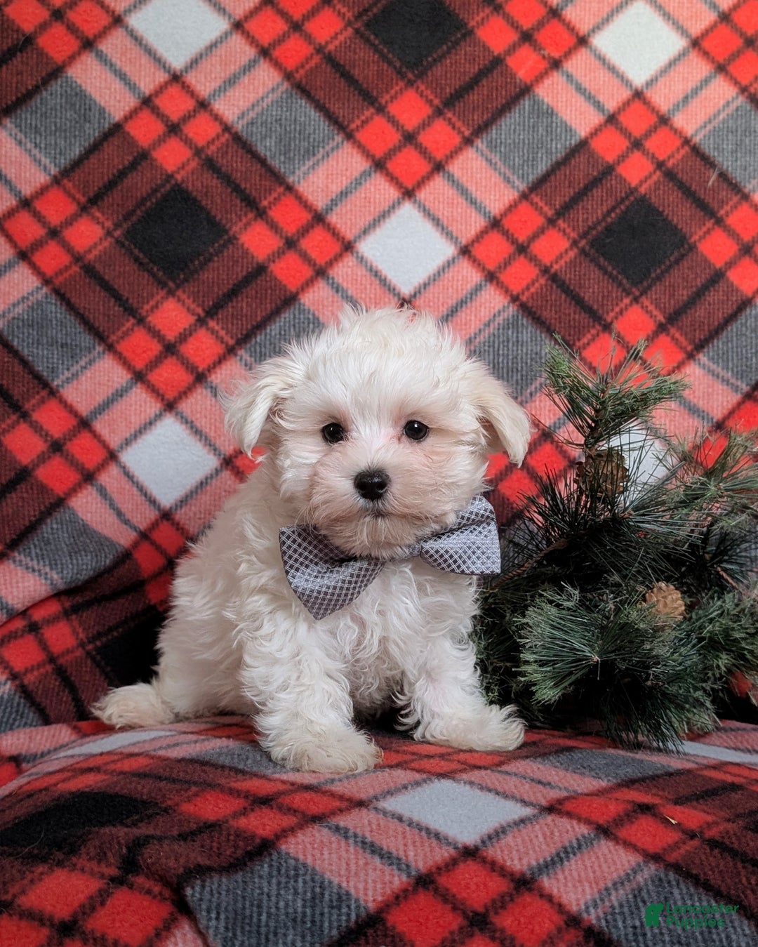 Maltese dogs for sale: Austin 7 lbs Full Grown - Ad 2