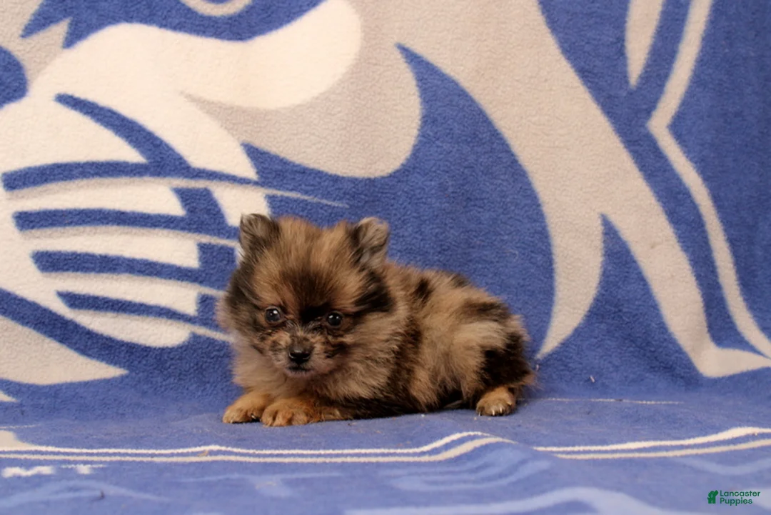Pomeranian dogs for sale: Gary - Ad 1