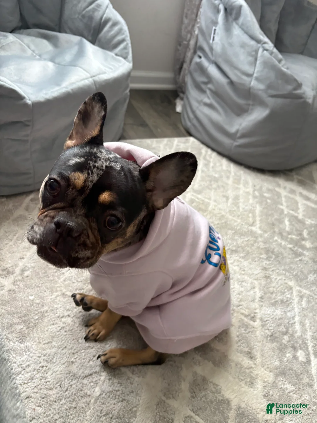 French Bulldog dogs for sale: French Bulldog Puppy 1 - Ad 9