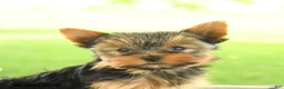 Yorkshire Terrier dogs for sale: Violet - Ad 2