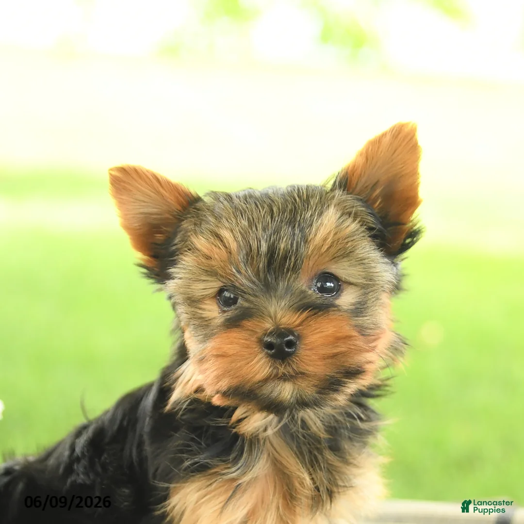 Yorkshire Terrier dogs for sale: Violet - Ad 2
