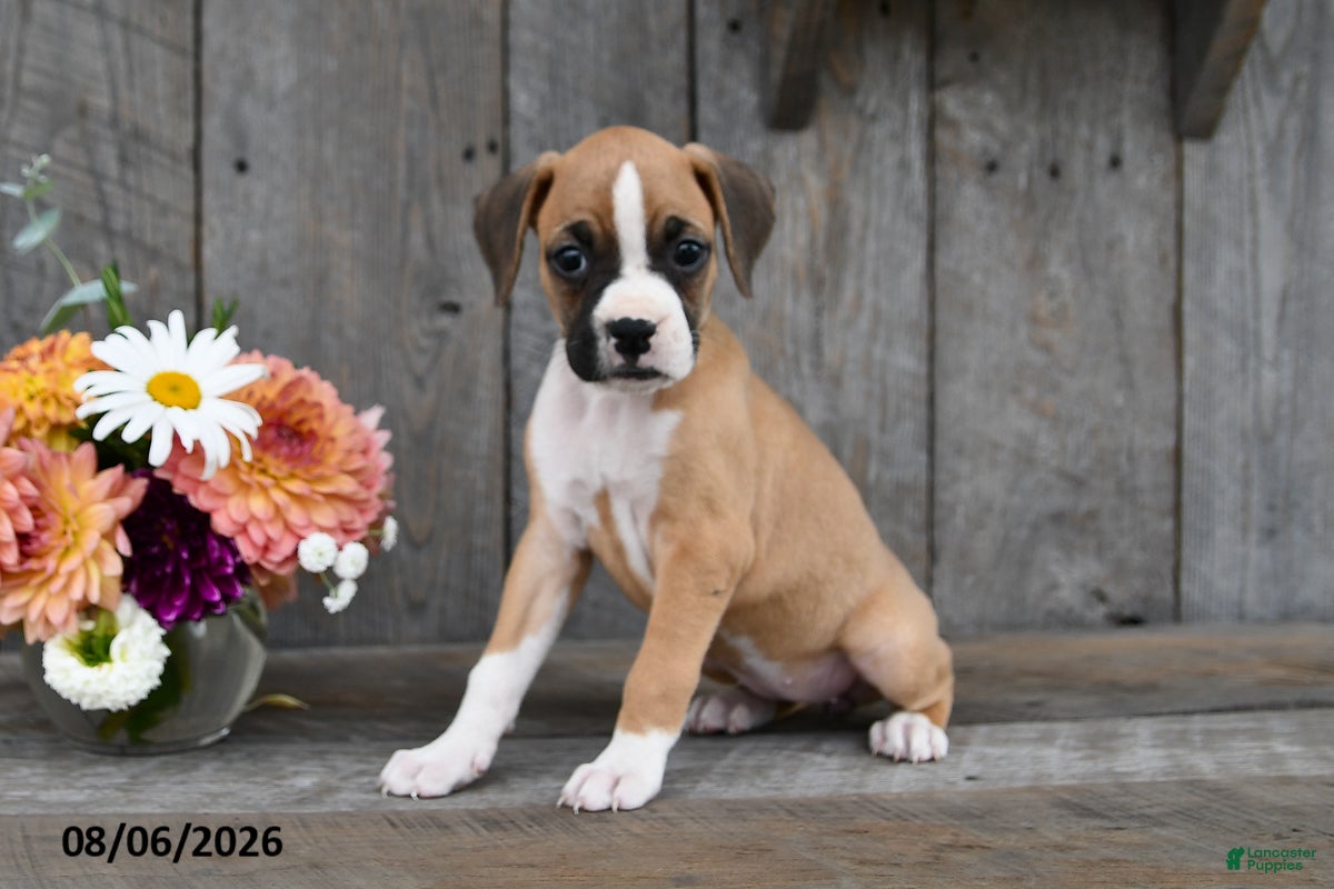 Boxer dogs Ellie - Ad 2