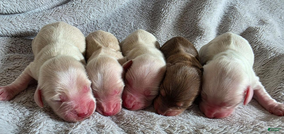 Dachshund dogs Cream baby boy blue - Ad 2