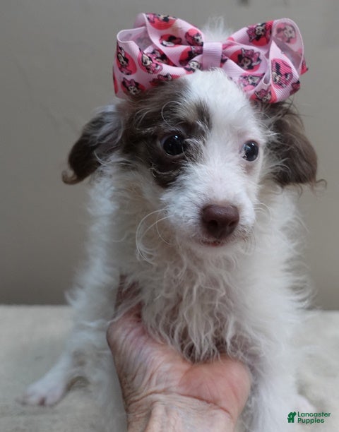 Toy Poodle dogs 3 pounds - Ad 18