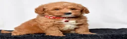 Mini Goldendoodle dogs for sale: Mr. Lionel - Ad 5