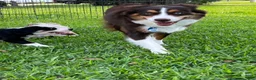 Australian Shepherd dogs for sale: Australian Shepherd Puppy 4 - Ad 3