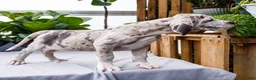 Great Dane dogs for sale: Mozark - Ad 12