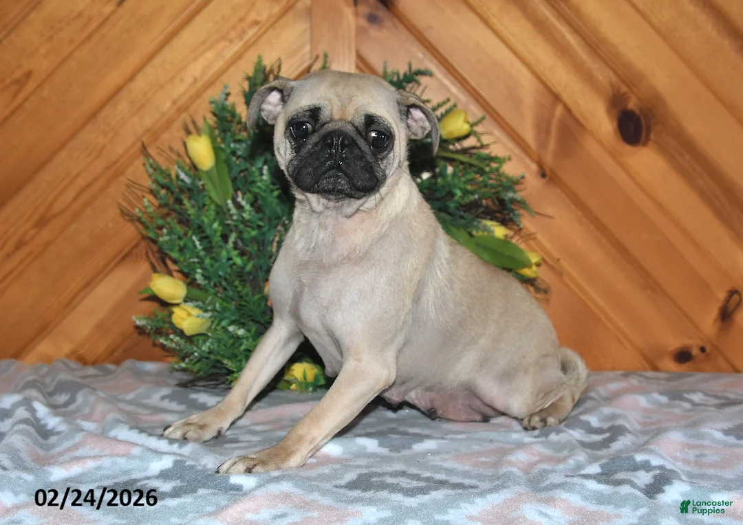 Pug dogs for sale: Taffy - Ad 4