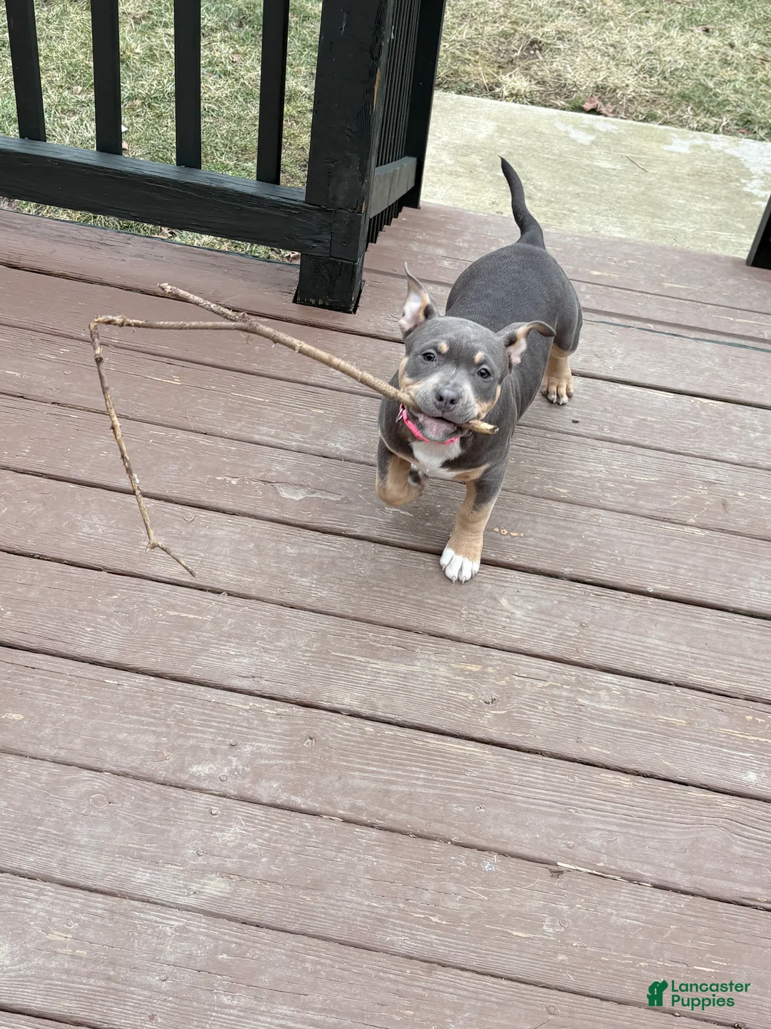 American Bully dogs for sale: American Bully Puppy 1 - Ad 4