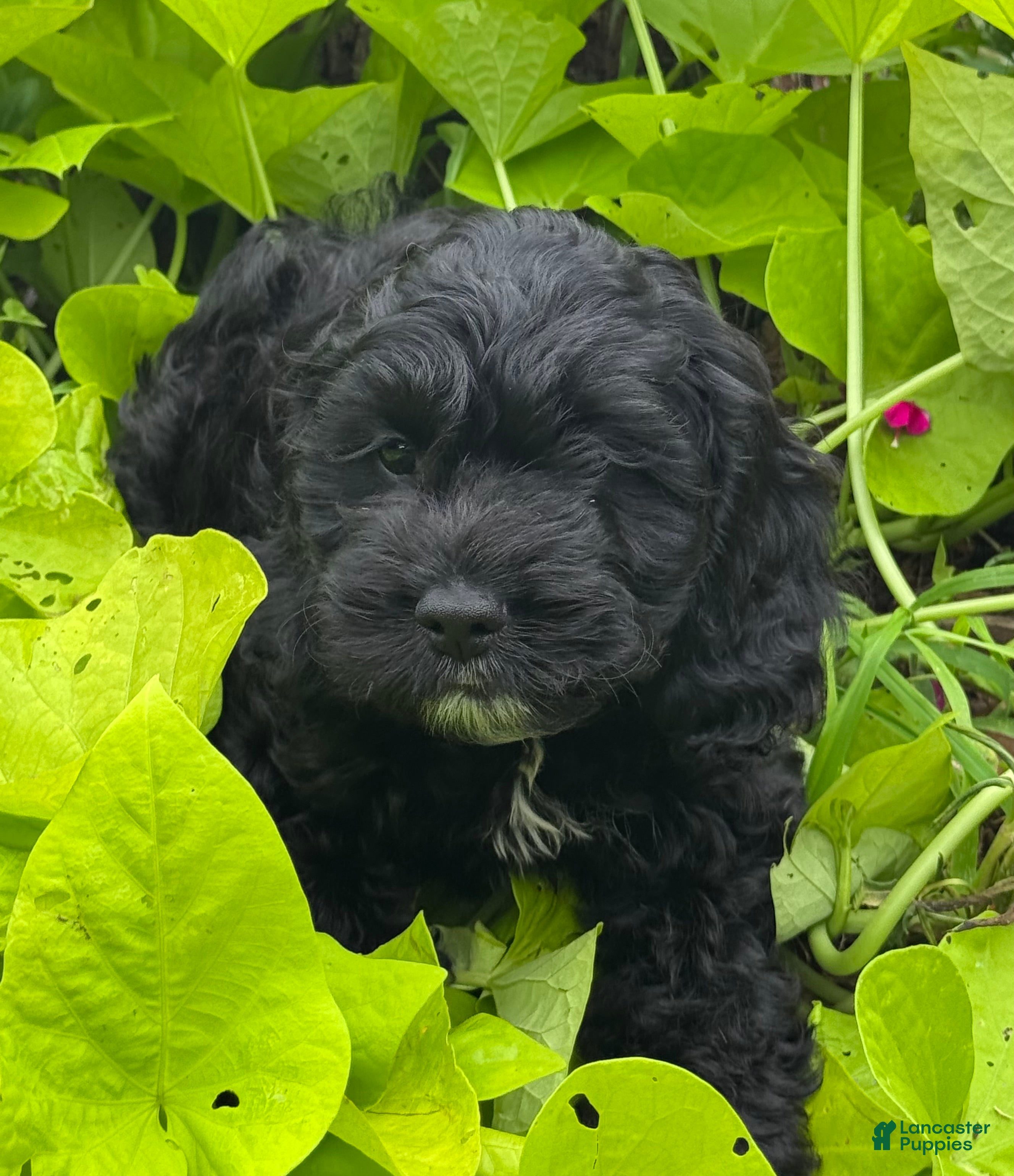 Cockapoo dogs Cockapoo 3 - Ad 9