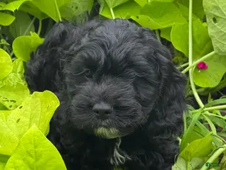 Cockapoo dogs Cockapoo 3 - Ad 9