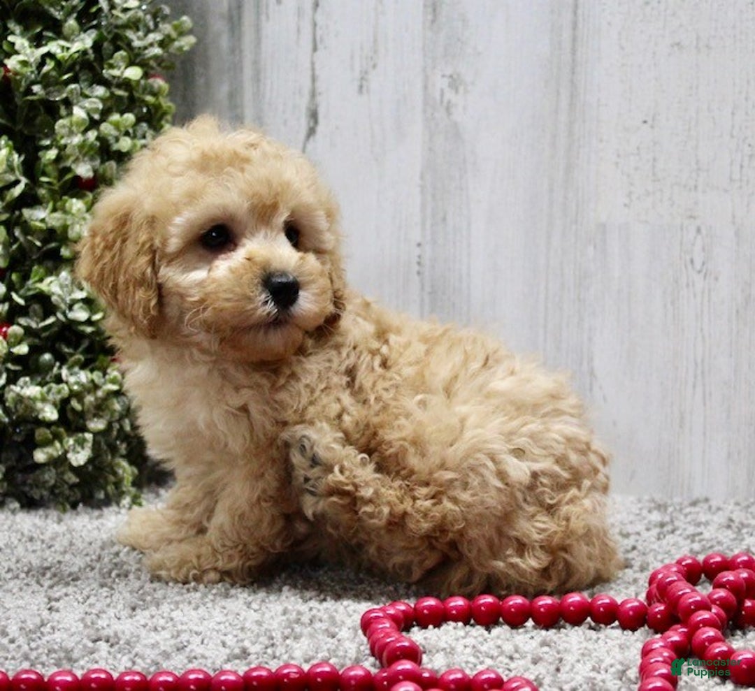 Miniature Poodle dogs for sale: Jingles - Ad 8