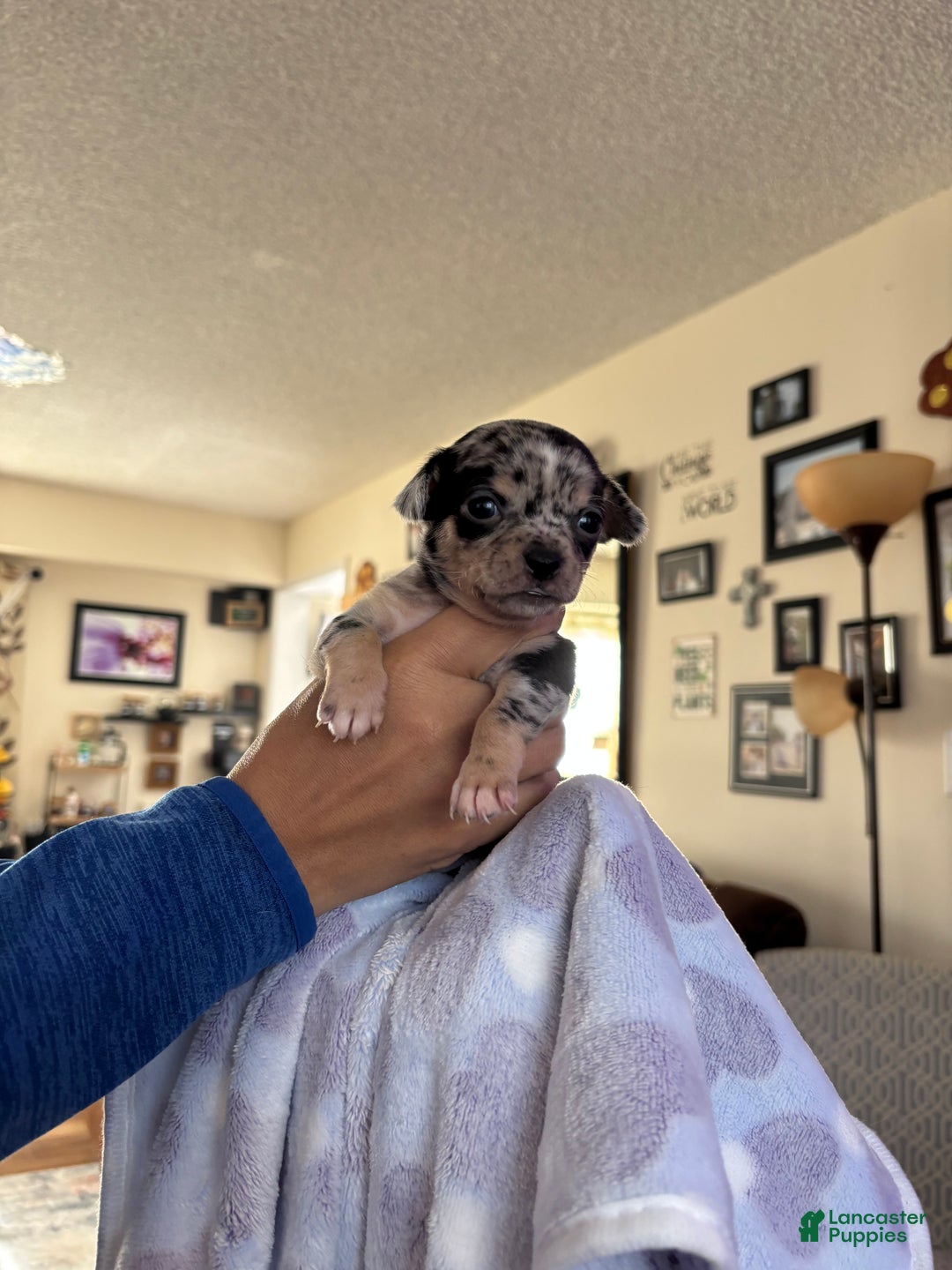 Chihuahua dogs for sale: Chihuahua Puppy Ginger - Ad 3
