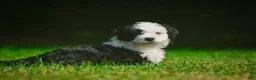 Mini Bernedoodle dogs for sale: Mia - F1B - Ad 5