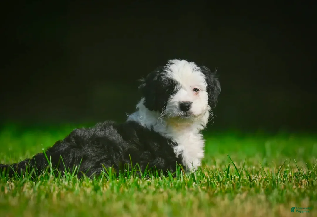 Mini Bernedoodle dogs for sale: Mia - F1B - Ad 5