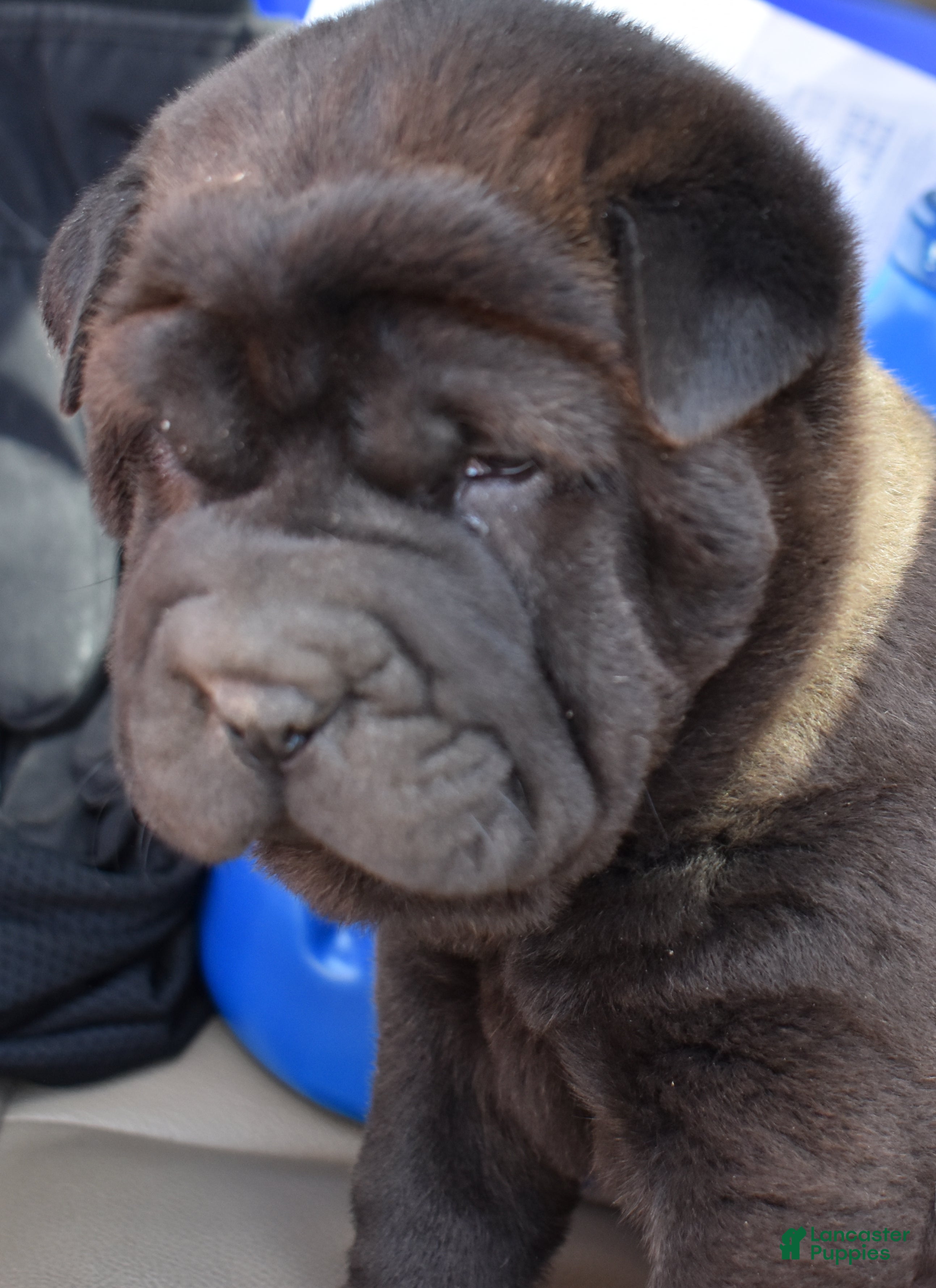 Shar Pei dogs Shar Pei Puppy 1 - Ad 1