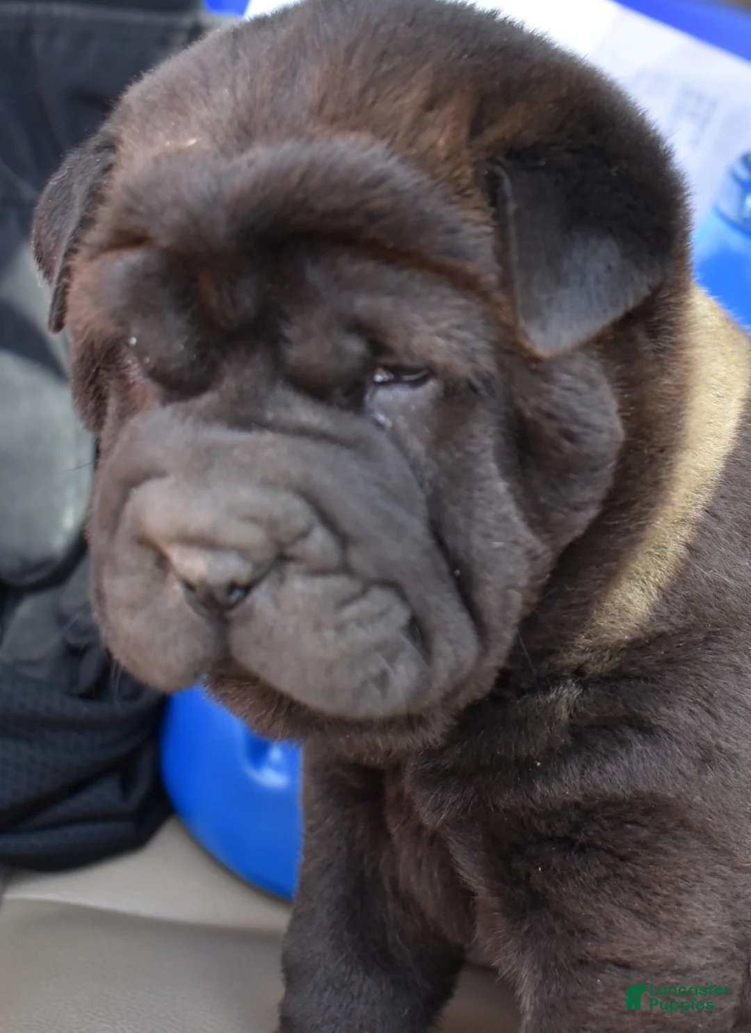 Shar Pei dogs for sale: Shar Pei Puppy 1 - Ad 1