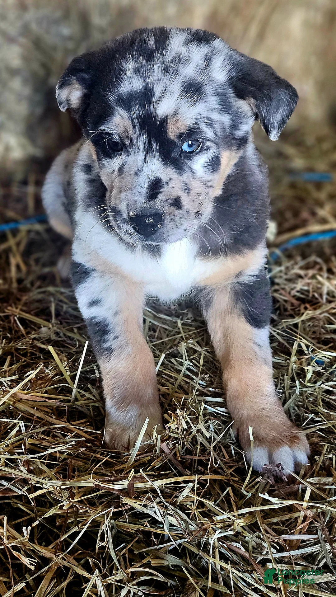 Mixed Breed dogs for sale: Spots - Ad 4