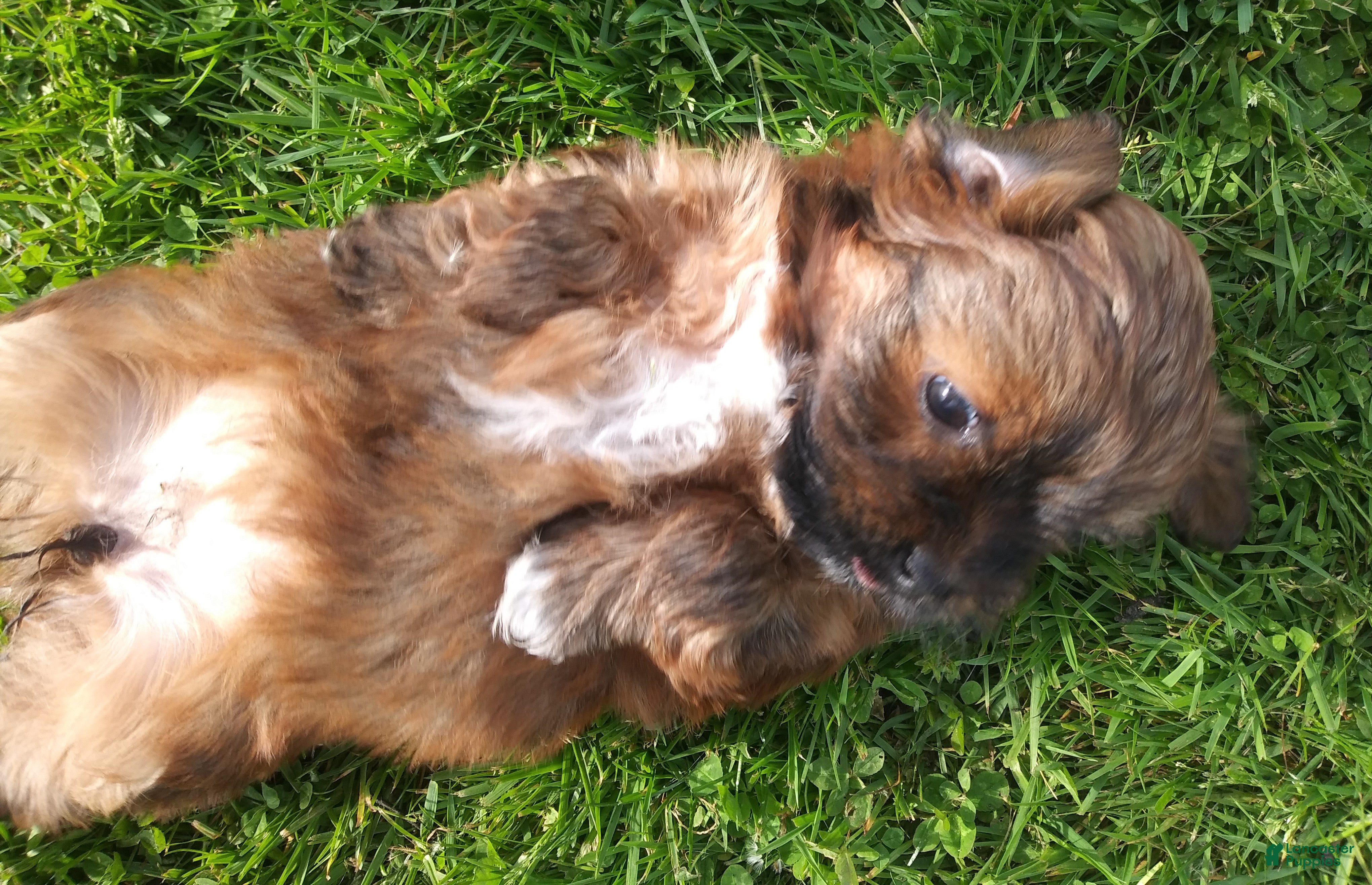 Havanese dogs Havanese 2 - Ad 10