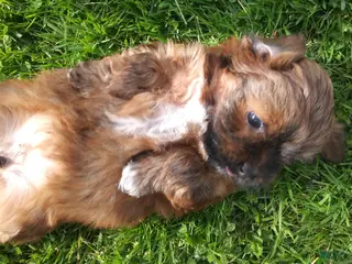 Havanese dogs Havanese 2 - Ad 10