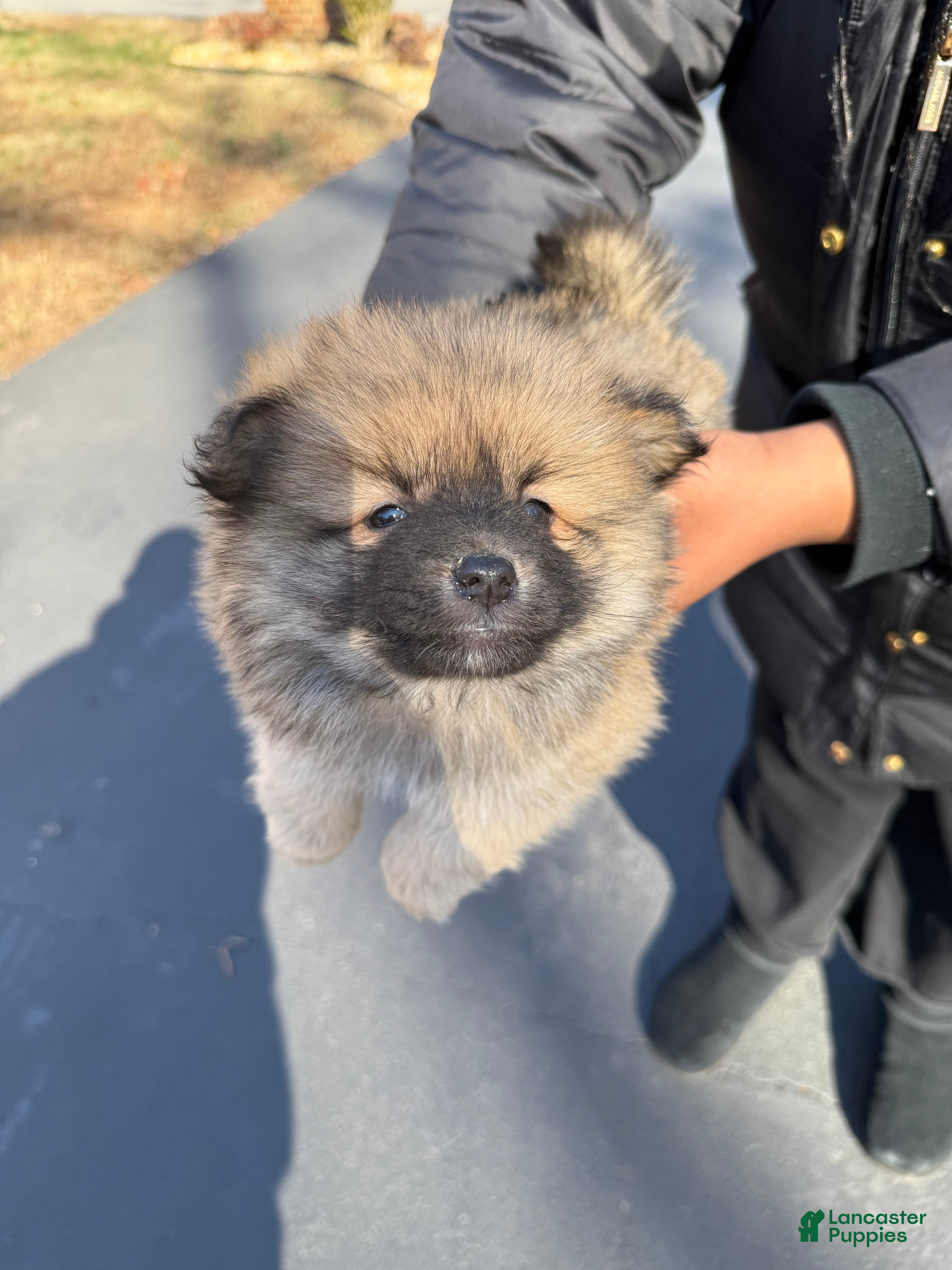 Pomeranian dogs Pomeranian Puppy 1 - Ad 36