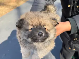 Pomeranian dogs Pomeranian Puppy 1 - Ad 41