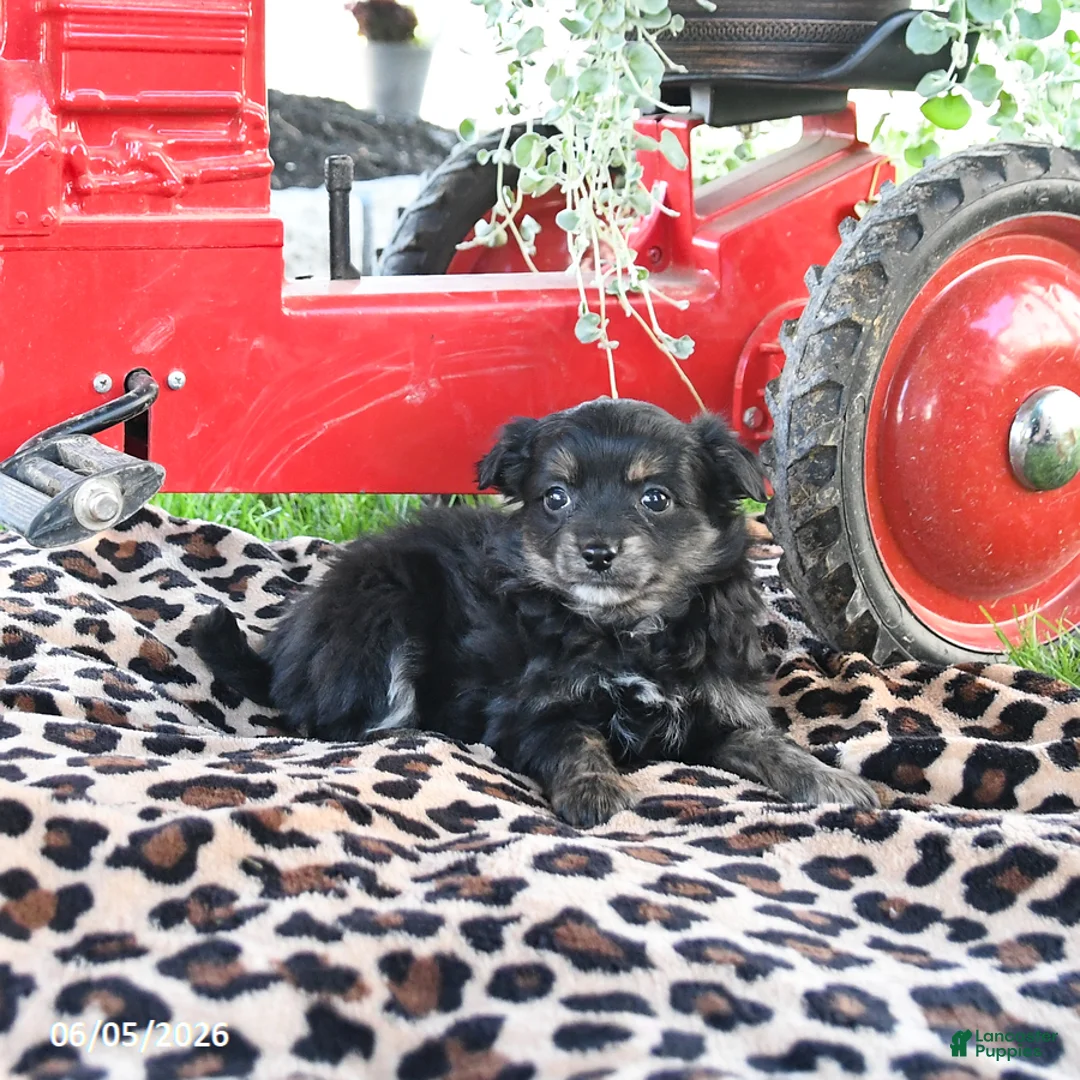 Pomapoo dogs for sale: Peanut  - Ad 3