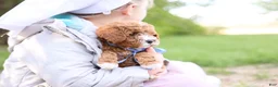 Goldendoodle dogs for sale: Auggie - Ad 6