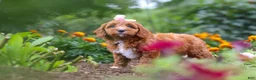 Cavapoo dogs for sale: Dixie - Ad 8