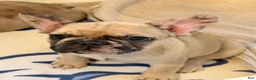 French Bulldog dogs for sale: Nova - Ad 4