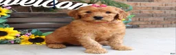 Goldendoodle dogs for sale: Remy - Ad 9