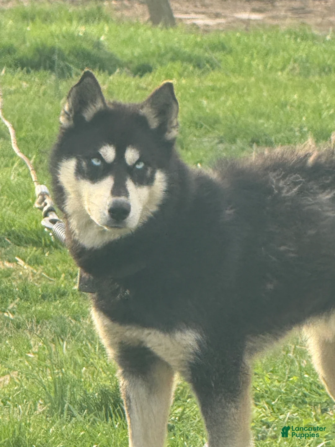 Siberian Husky dogs for sale: Daisy - Ad 1