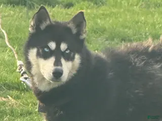 Siberian Husky dogs Daisy - Ad 15