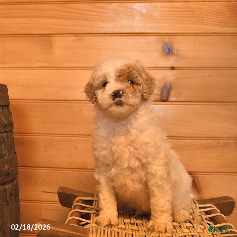 Mini Goldendoodle dogs Maverick - Ad 2